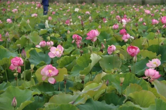 1747015296245013804.jpg 9.jpg