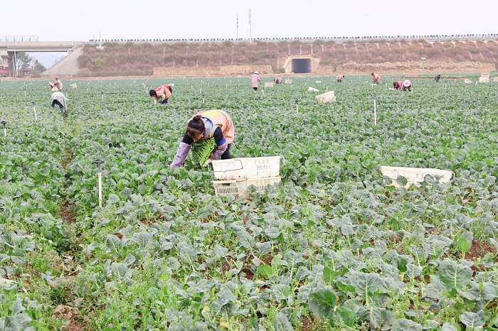 1755599384377011036.jpeg 00.jpeg